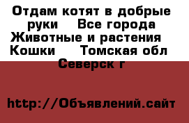 Отдам котят в добрые руки. - Все города Животные и растения » Кошки   . Томская обл.,Северск г.